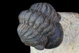 Bargain, Reedops Trilobite - Foum Zeguid, Morocco #84685-1